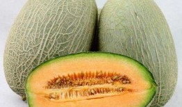 鳄鱼吃哈密瓜最新视频大全,哈密瓜盛宴，萌动瞬间尽收眼底