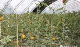 农村吃瓜基地视频,瓜果飘香，丰收景象