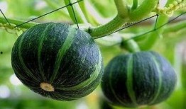 青海网红吃瓜事件真相视频,揭秘背后真相与争议