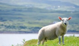 羊可以吃老瓜吗视频教程,揭秘羊能否享用老瓜的秘密