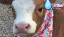 抖音吃瓜婴儿视频,吃瓜婴儿萌态十足，萌化网友心