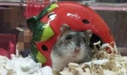 金丝熊可以吃土瓜吗视频,探索宠物新食粮