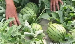 炮弹吃瓜视频大全,揭秘热门视频背后的趣味与真相