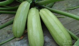 吃茭瓜的营养价值高吗视频,高价值蔬菜的健康益处