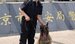 警花变警犬吃瓜视频播放,吃瓜视频背后的惊险故事