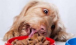 狗狗吃瓜早教视频,狗狗早教新玩法，一起快乐成长！