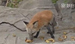 喜欢吃瓜的狐狸视频,揭秘“吃瓜群众”的趣味生活