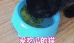猫咪视频大全吃瓜,吃瓜群众的最爱，萌宠美食大揭秘