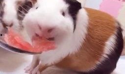 吃猪瓜视频大全,趣味横生的动物世界