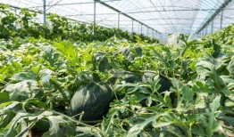 农村过年吃瓜视频大全,视频大全回顾