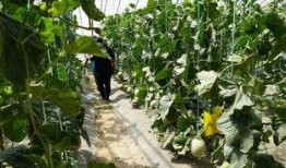 马边的吃瓜视频,揭秘娱乐圈幕后故事