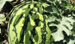 吃瓜解暑的视频,跟着视频学吃瓜解暑