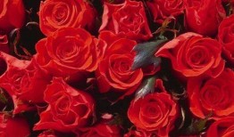 吃瓜女孩玫瑰花视频下载,揭秘幕后花絮