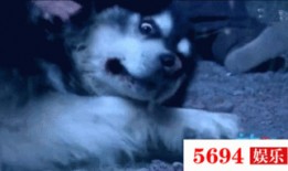 当狗还这么开心吃瓜视频,萌态十足引网友爆笑