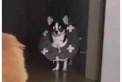 人吵架狗猫吃瓜视频