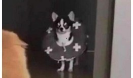 人吵架狗猫吃瓜视频