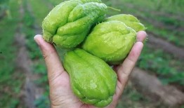 金道瓜怎么吃最好吃呢视频,视频揭秘最佳食用方法