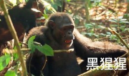 主播吃瓜猩猩是谁啊视频,网络红人的崛起之路