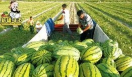 库尔勒吃瓜现场视频播放,欢乐氛围感染网友