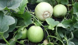 翰林名府吃瓜视频,揭秘豪宅背后的真实生活