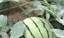 网红吃瓜视频在哪里找,热门平台及热门内容盘点