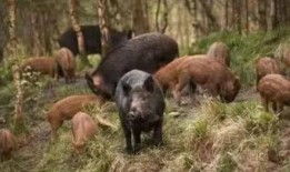 野猪吃红瓜视频在线观看,萌态十足！