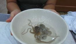 大瓜吃八爪鱼视频,八爪鱼美食大揭秘，吃瓜群众齐围观！