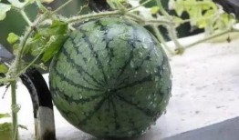 吃瓜吃到了籽发芽的视频,这瓜还能吃吗？