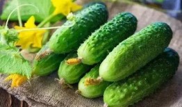 吊瓜芽怎么吃最好吃视频,视频教你如何烹饪最佳口感