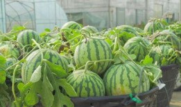 徐州周丽珊吃瓜视频