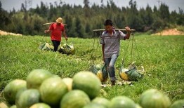 农民摘西瓜吃瓜视频,农民摘瓜吃瓜，共享丰收喜悦