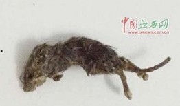 老鼠吃地里瓜视频