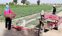 农民吃瓜群众视频,揭秘田间地头的欢乐时光