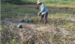 晚上野地里吃瓜视频,一场别开生面的野餐体验