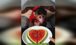 爱吃瓜吃货视频下载免费,揭秘“爱吃瓜吃货视频下载”免费福利