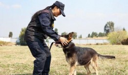 警花变警犬吃瓜视频播放,吃瓜视频背后的惊险故事