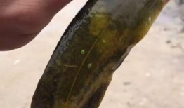 花鲢吃不吃小瓜虫视频,揭秘花鲢捕食小瓜虫的神奇瞬间