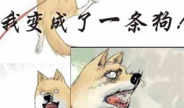 猫咪视频大全吃瓜,吃瓜群众的最爱，萌宠美食大揭秘