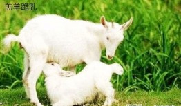 在下小羊私密视频吃瓜,小羊私密视频背后的惊人真相