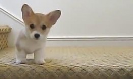 小猫吃瓜搞笑视频在线观看,小猫吃瓜搞笑视频，萌态百出笑翻天