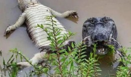 可爱鳄鱼头像吃瓜视频大全,萌态十足！可爱鳄鱼头像吃瓜视频大盘点