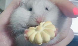 金丝熊可以吃土瓜吗视频,探索宠物新食粮