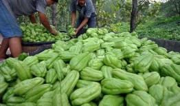 挖佛手瓜根吃会中毒吗视频,警惕中毒隐患