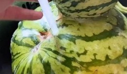 世界吃瓜日搞笑视频,笑料横生的搞笑视频大盘点