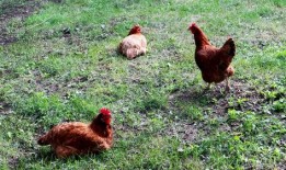 瓜仔吃鸡素材视频下载,趣味素材视频下载攻略