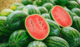 吃瓜种瓜的视频