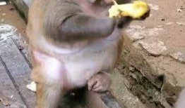 猴子吃生瓜中毒视频,警示生食瓜果风险