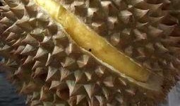 大鹅瓜怎么吃最好吃视频,视频教你最佳食用方法