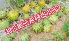 无籽瓜的瓜瓤可以吃吗视频,口感与营养双重享受