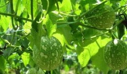 吊瓜芽怎么吃最好吃视频,视频教你如何烹饪最佳口感